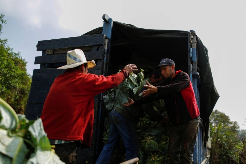Farmers load a truck with vegetables in San Ignacio, El Salvador, in May 2020.  Farmers load a truck with vegetables in San Ignacio, El Salvador, in May 2020.