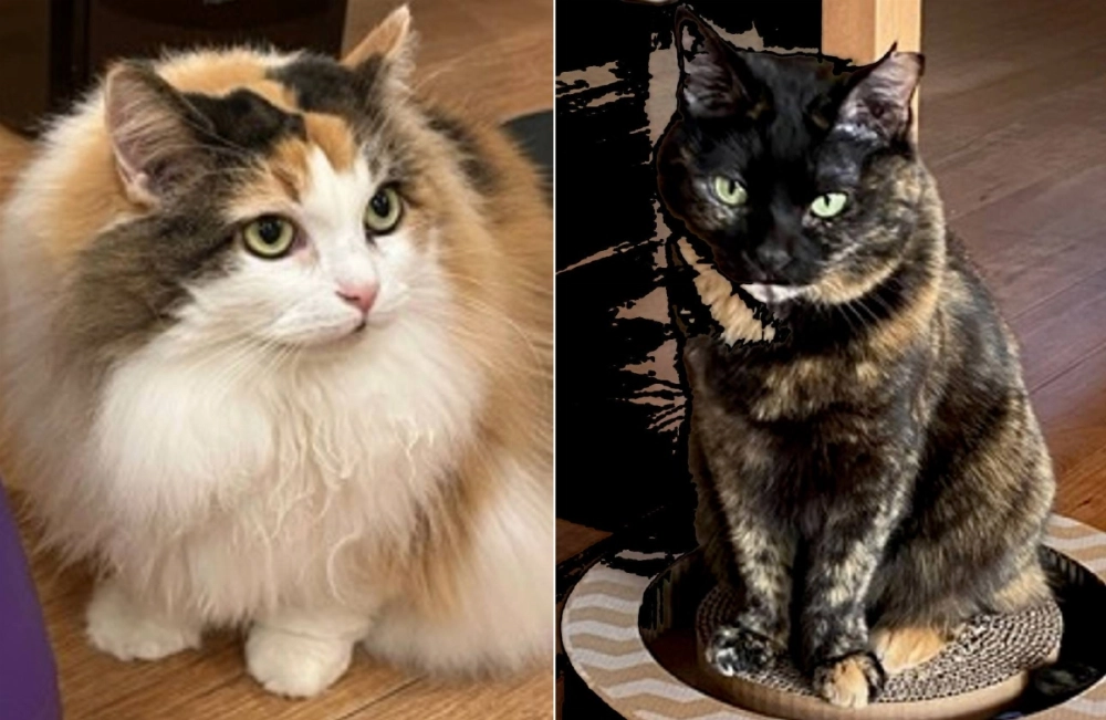 A tricolored calico cat (left) and a tortoiseshell cat. A Japanese research team has discovered a gene that determines the fur color patterns of the two breeds of cats. A tricolored calico cat (left) and a tortoiseshell cat. A Japanese research team has discovered a gene that determines the fur color patterns of the two breeds of cats.