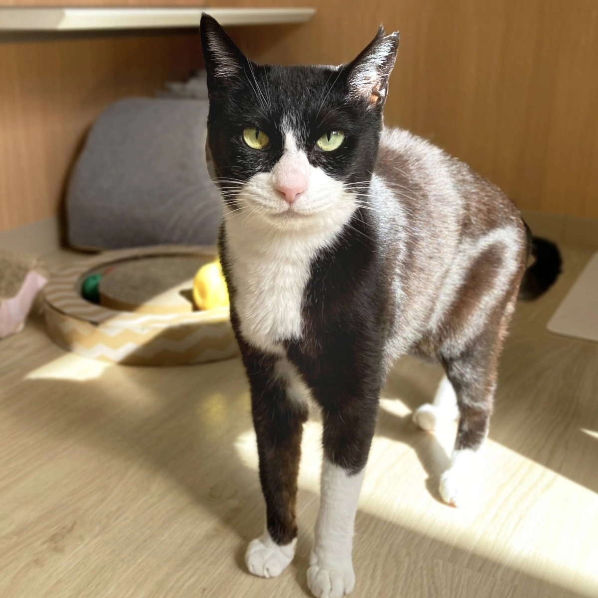 Perhaps best suited for a household without other cats, Cupcake has demonstrated that she is full of affection — just on her own terms. Perhaps best suited for a household without other cats, Cupcake has demonstrated that she is full of affection — just on her own terms.