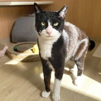 Perhaps best suited for a household without other cats, Cupcake has demonstrated that she is full of affection — just on her own terms. | Kanae Shirai