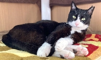 Ten-year-old Cupcake lost her home suddenly when her owner was hospitalized and took some time to adjust to her new circumstances. | Kanae Shirai