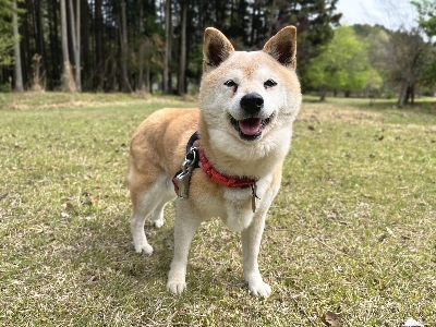 Charisma was overweight when she arrived at ARK, but has slimmed down to 8 kilograms. Charisma was overweight when she arrived at ARK, but has slimmed down to 8 kilograms.