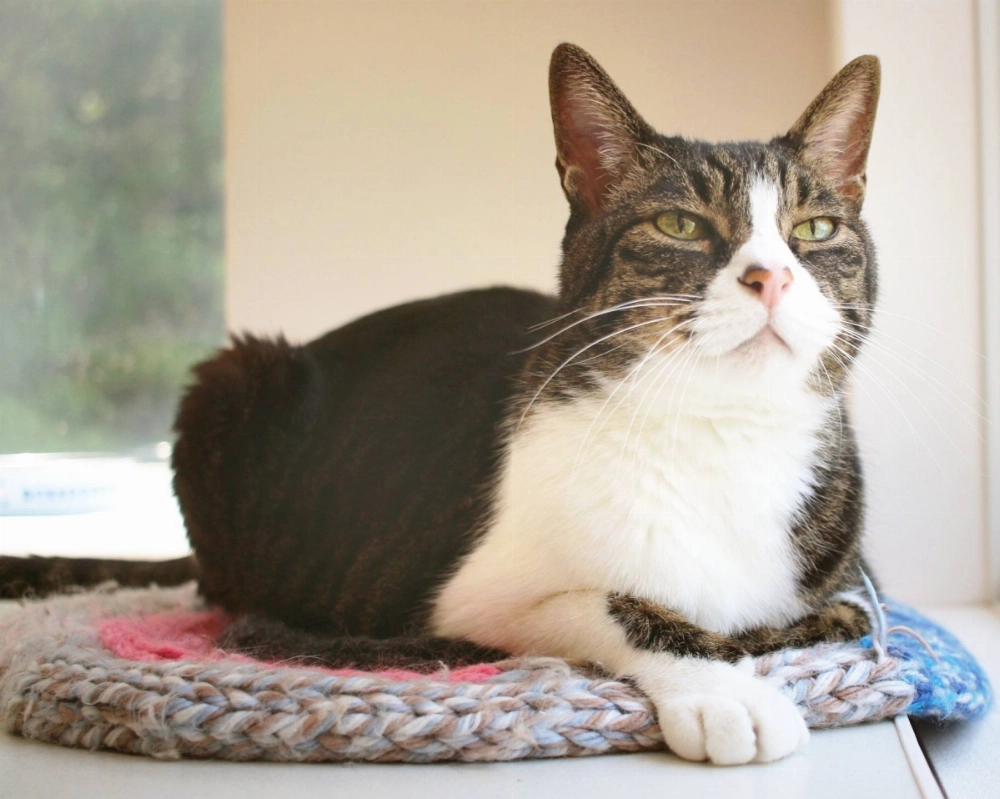 Treacle is a spry 14-year-old who’s been called “big, bold and beautiful” by the staff at ARK. Treacle is a spry 14-year-old who’s been called “big, bold and beautiful” by the staff at ARK.