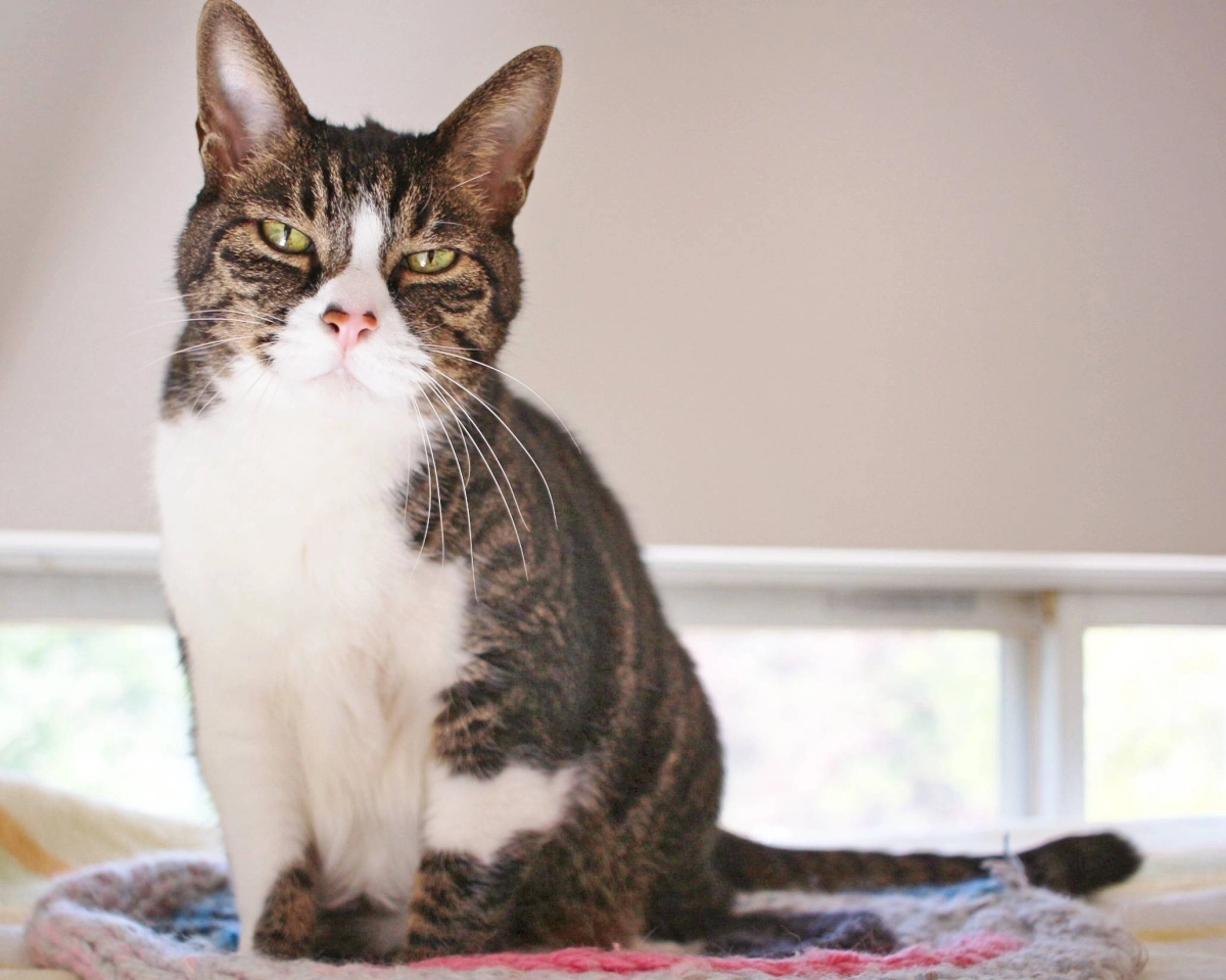 Though Treacle can sleep through almost anything, he’ll wake up instantly when there’s food to be had. Though Treacle can sleep through almost anything, he’ll wake up instantly when there’s food to be had.