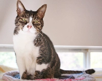 Though Treacle can sleep through almost anything, he’ll wake up instantly when there’s food to be had. | Moe Kojima