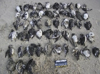 In a photo from the Coastal Observation and Seabird Survey Team, emaciated Cassin’s auklets found during a single survey on an Oregon beach, on Jan. 8, 2015. During the ocean heat event in the North Pacific known as “the Blob,” hundreds of thousands of birds died of starvation.  | Coastal Observation and Seabird Survey Team / via The New York Times