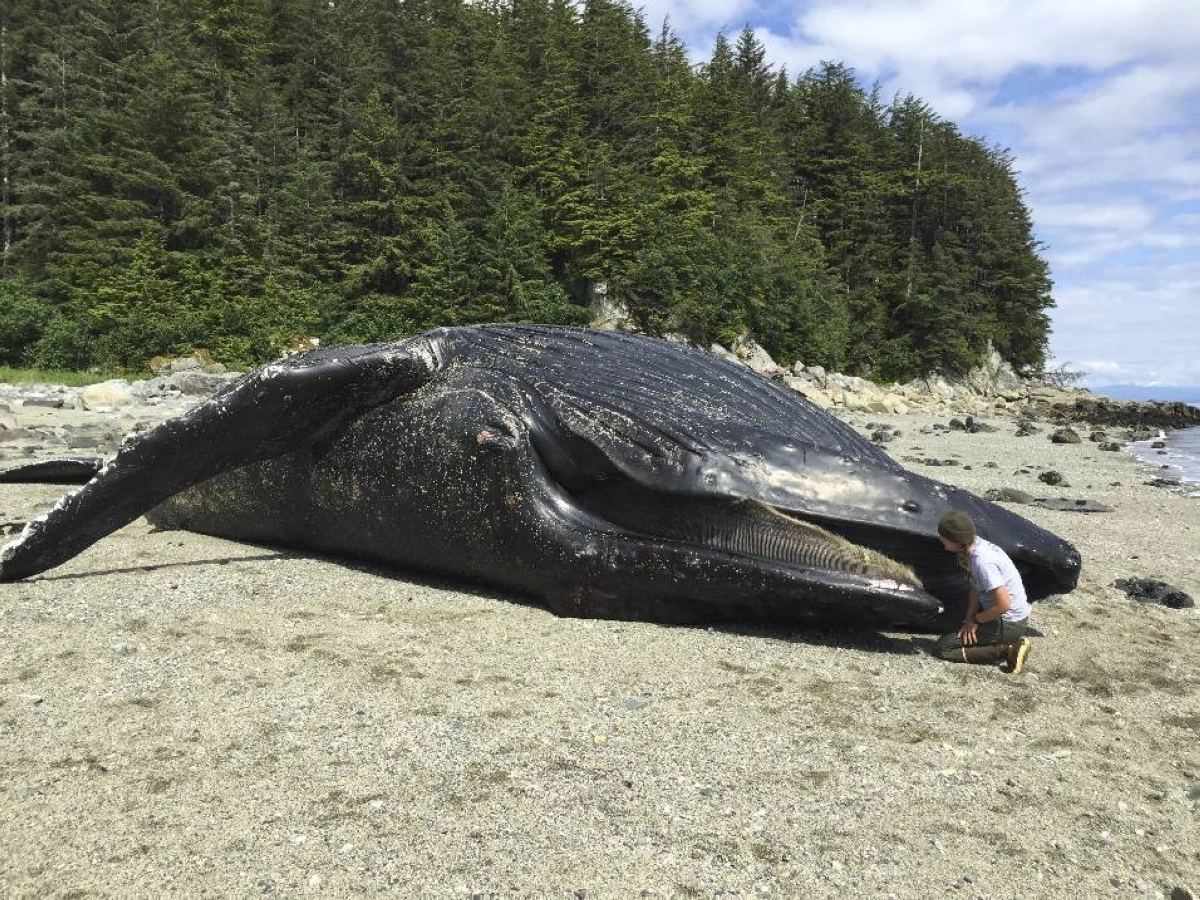 In a photo from the National Park Service, a humpback whale named Festus that was found dead just outside the mouth of Glacier Bay, Alaska, June 2016. A report on this whale revealed numerous health conditions, including poor nutrition and elevated levels of harmful algal toxins.  In a photo from the National Park Service, a humpback whale named Festus that was found dead just outside the mouth of Glacier Bay, Alaska, June 2016. A report on this whale revealed numerous health conditions, including poor nutrition and elevated levels of harmful algal toxins.