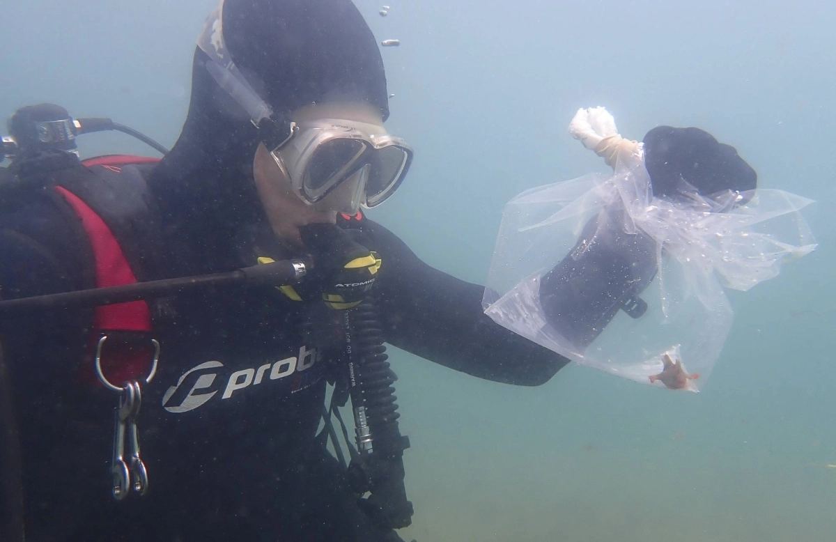 In a photo from Jemina Stuart-Smith, University of Tasmania, a red handfish is collected in the waters off the coast of Tasmania. In a heatwave that began in 2023, researchers in Tasmania transferred 25 red handfish to an aquarium until the temperatures fell.  In a photo from Jemina Stuart-Smith, University of Tasmania, a red handfish is collected in the waters off the coast of Tasmania. In a heatwave that began in 2023, researchers in Tasmania transferred 25 red handfish to an aquarium until the temperatures fell.