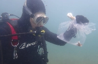 In a photo from Jemina Stuart-Smith, University of Tasmania, a red handfish is collected in the waters off the coast of Tasmania. In a heatwave that began in 2023, researchers in Tasmania transferred 25 red handfish to an aquarium until the temperatures fell.  | Jemina Stuart-Smith, University of Tasmania / via The New York Times