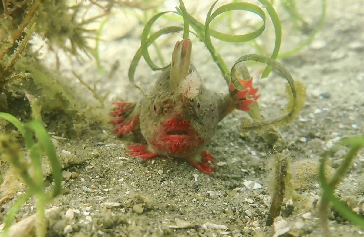 In a photo from Jemina Stuart-Smith, University of Tasmania, a red handfish in the waters off the coast of Tasmania.  In a photo from Jemina Stuart-Smith, University of Tasmania, a red handfish in the waters off the coast of Tasmania.