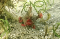 In a photo from Jemina Stuart-Smith, University of Tasmania, a red handfish in the waters off the coast of Tasmania.  | Jemina Stuart-Smith, University of Tasmania / via The New York Times