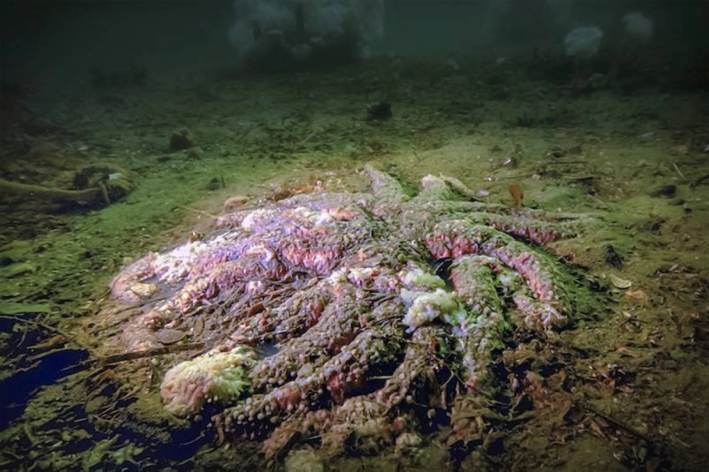 A dead sea star in 2015. About 5 billion sea stars died from a disease outbreak, likely including this one.  A dead sea star in 2015. About 5 billion sea stars died from a disease outbreak, likely including this one.