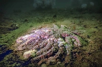 A dead sea star in 2015. About 5 billion sea stars died from a disease outbreak, likely including this one.  | Hakai Institute / via The New York Times
