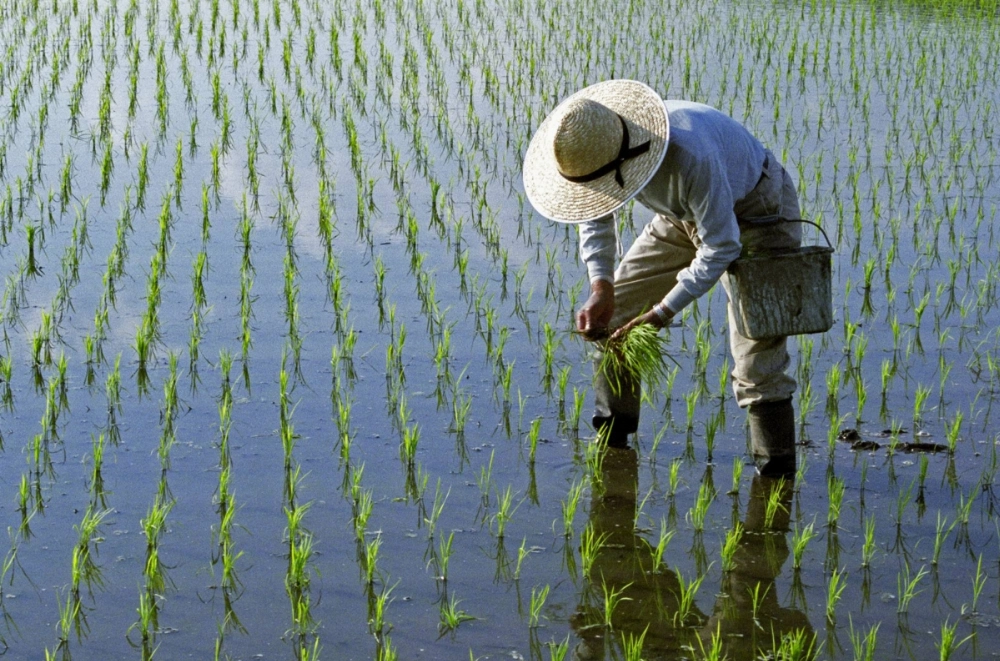 The government aims to promote a drastic review of its rice policy by understanding farmers' medium- and long-term plans on planting areas and others. The government aims to promote a drastic review of its rice policy by understanding farmers' medium- and long-term plans on planting areas and others.