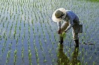 The government aims to promote a drastic review of its rice policy by understanding farmers' medium- and long-term plans on planting areas and others. | Getty Images
