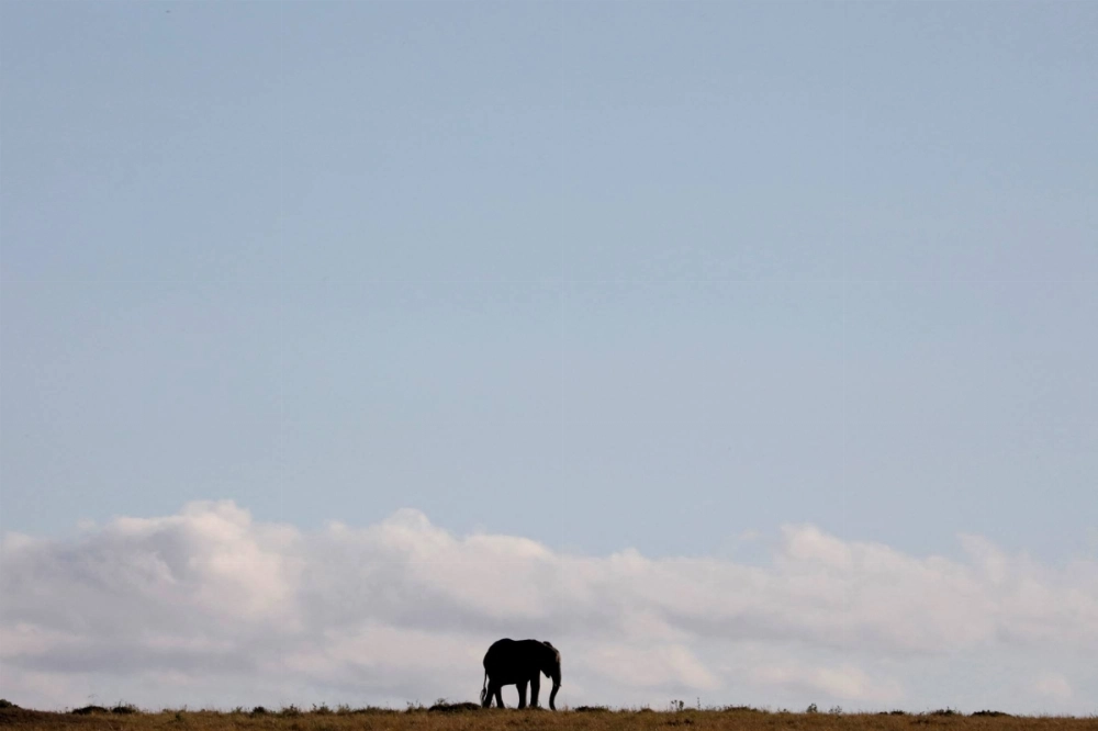 An elephant walks through the Maasai Mara National Reserve in Kenya. An elephant walks through the Maasai Mara National Reserve in Kenya.