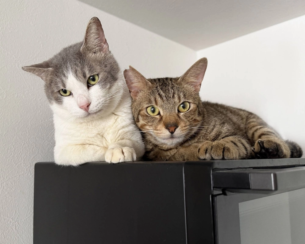 Born in April 2023, Grape and Acai are an inseparable duo that prefer a gentle lifestyle. Born in April 2023, Grape and Acai are an inseparable duo that prefer a gentle lifestyle.
