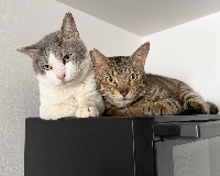 Born in April 2023, Grape and Acai are an inseparable duo that prefer a gentle lifestyle. | Reiko Sugawara