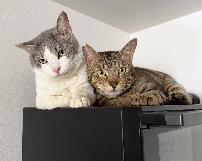 Born in April 2023, Grape and Acai are an inseparable duo that prefer a gentle lifestyle. Born in April 2023, Grape and Acai are an inseparable duo that prefer a gentle lifestyle.