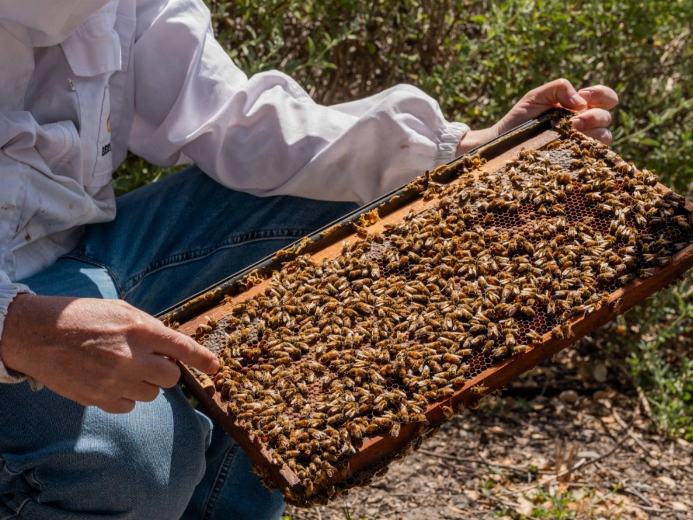 While a trained beekeeper can quickly look at frames in a hive assess their health, AI can do it even faster. While a trained beekeeper can quickly look at frames in a hive assess their health, AI can do it even faster.