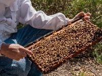 While a trained beekeeper can quickly look at frames in a hive assess their health, AI can do it even faster. | Bloomberg
