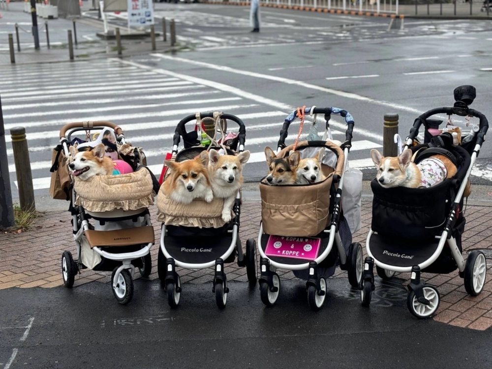 Japan is mad about pets, and the Interpets trade fair showed to what lengths some owners will go for their furry friends. Japan is mad about pets, and the Interpets trade fair showed to what lengths some owners will go for their furry friends.