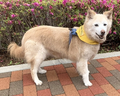 Born in late 2011, Cheyenne is an affable canine companion who gets along with humans, most dogs and even cats. Born in late 2011, Cheyenne is an affable canine companion who gets along with humans, most dogs and even cats.