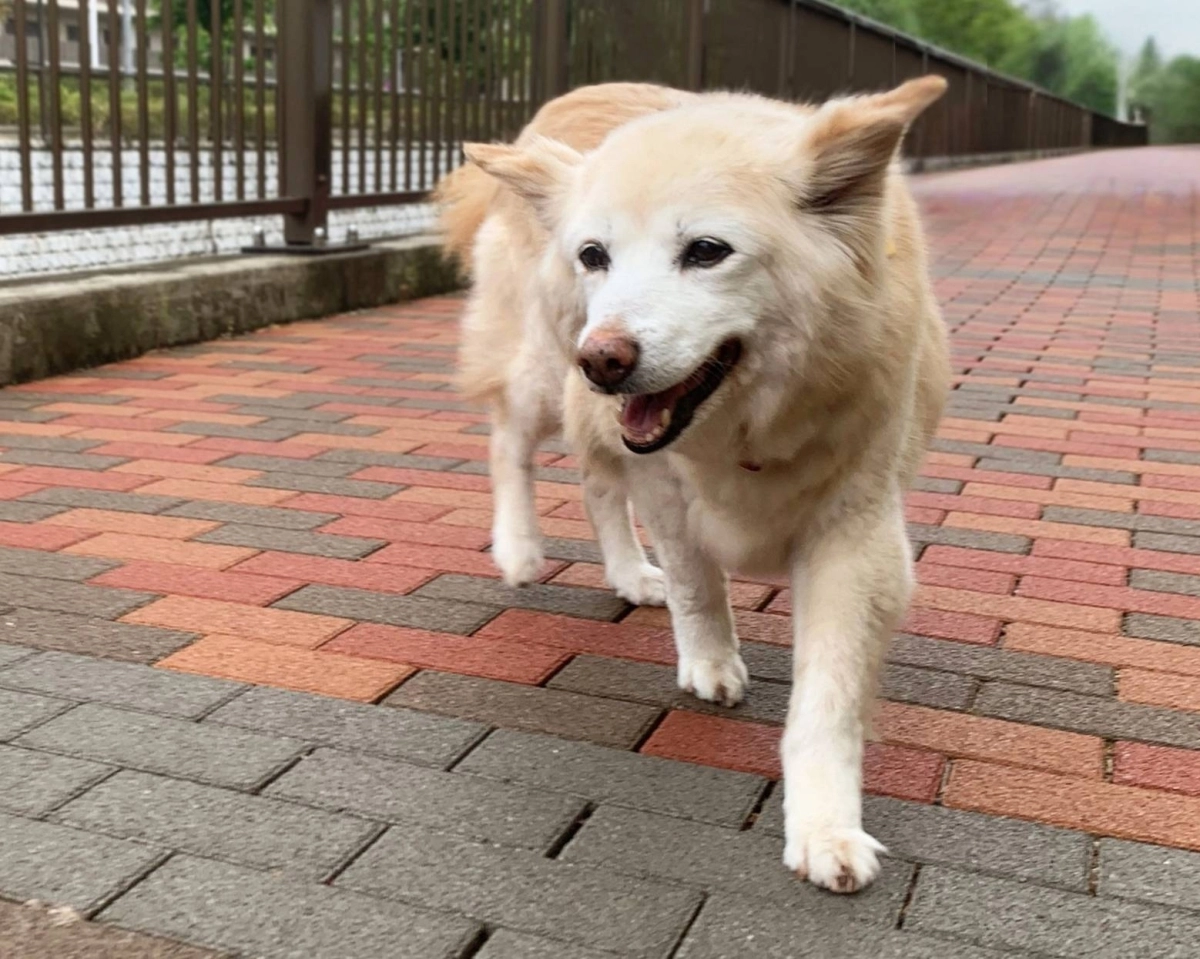 Cheyenne has a clean bill of health and is currently being fostered in the Tokyo area while waiting to find a permanent home. Cheyenne has a clean bill of health and is currently being fostered in the Tokyo area while waiting to find a permanent home.