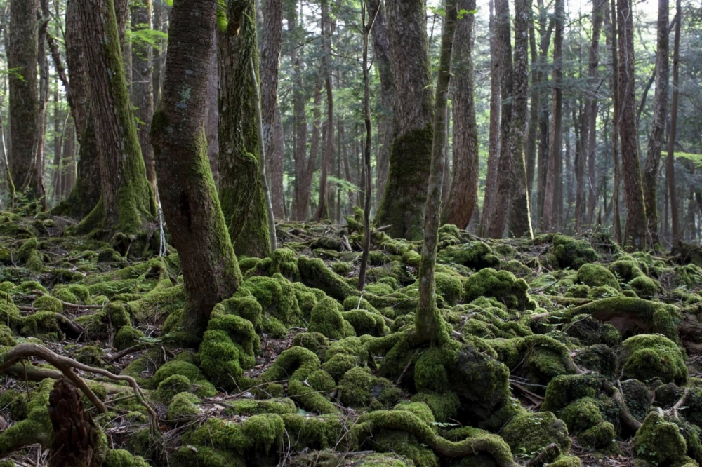Aokigahara Forest in Yamanashi Prefecture. A man wanted by police in relation to the death of his father and the attempted murder of his mother at their luxury condominium in Shiga Prefecture earlier this year was found dead in Aokigahara Forest on May 11. Aokigahara Forest in Yamanashi Prefecture. A man wanted by police in relation to the death of his father and the attempted murder of his mother at their luxury condominium in Shiga Prefecture earlier this year was found dead in Aokigahara Forest on May 11.