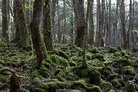 Aokigahara Forest in Yamanashi Prefecture. A man wanted by police in relation to the death of his father and the attempted murder of his mother at their luxury condominium in Shiga Prefecture earlier this year was found dead in Aokigahara Forest on May 11. | Getty Images
