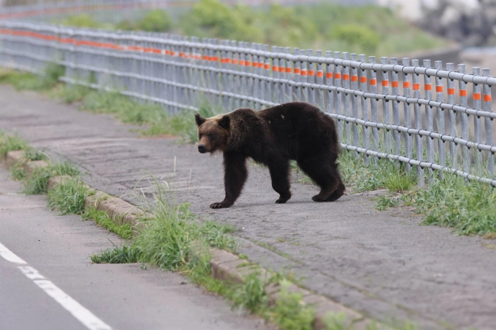 Following a string of bear attacks that led to human injuries, the Environment Ministry has announced guidelines that list conditions and procedures for allowing the shooting of bears and other wild animals in urban areas. Following a string of bear attacks that led to human injuries, the Environment Ministry has announced guidelines that list conditions and procedures for allowing the shooting of bears and other wild animals in urban areas.