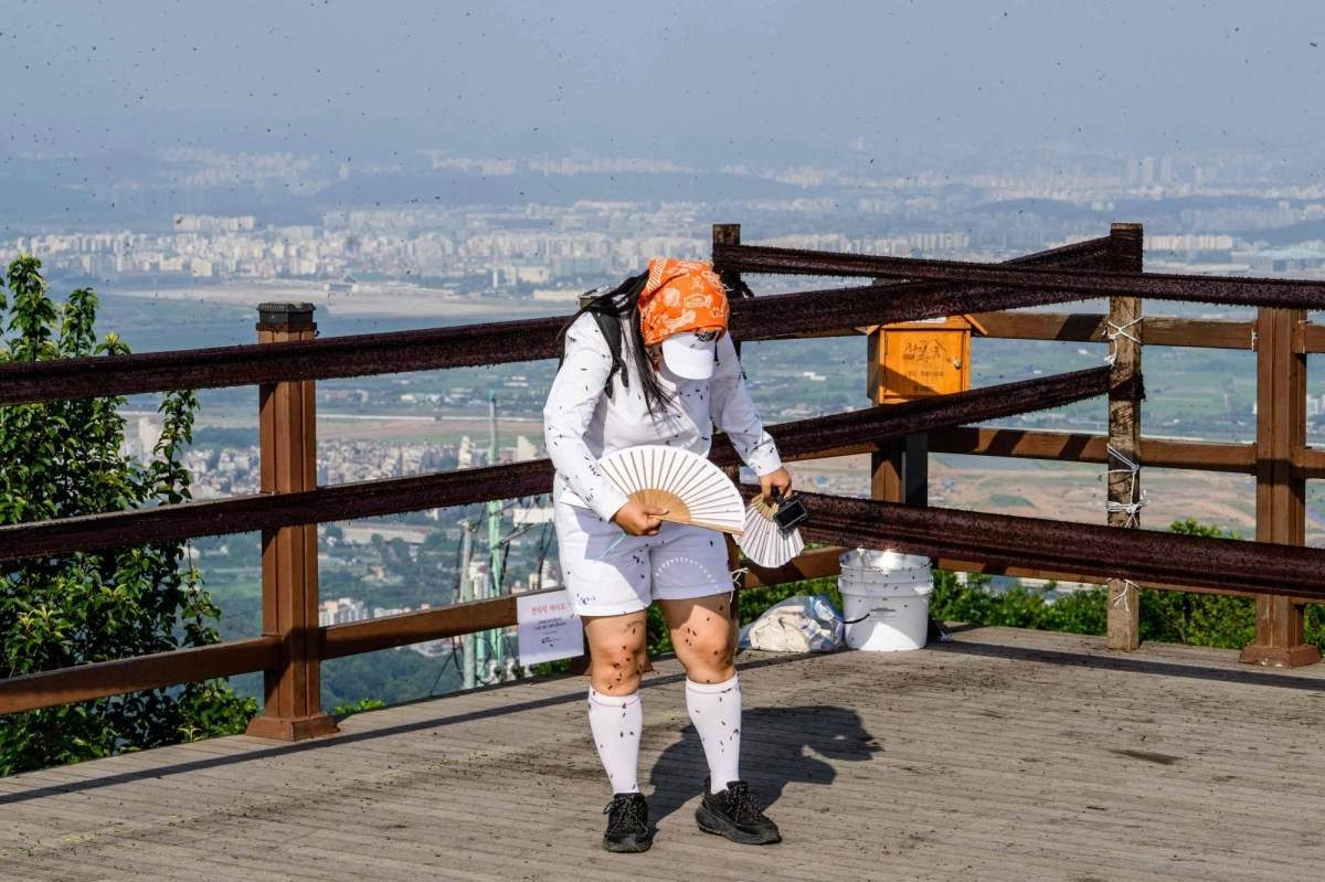 YouTuber Kim Ji-young fans herself as lovebugs crawl over her clothes and fly around her on the peak of Gyeyangsan Mountain in Incheon on July 3. YouTuber Kim Ji-young fans herself as lovebugs crawl over her clothes and fly around her on the peak of Gyeyangsan Mountain in Incheon on July 3.
