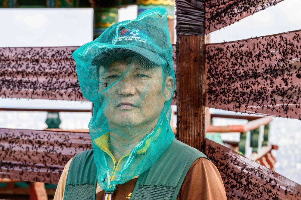 Jung Yong-sun, a local official tasked with pest-control duties, poses while wearing a plastic netted onion bag for protection from "lovebugs" on the peak of Gyeyangsan Mountain in Incheon, west of Seoul.  Jung Yong-sun, a local official tasked with pest-control duties, poses while wearing a plastic netted onion bag for protection from "lovebugs" on the peak of Gyeyangsan Mountain in Incheon, west of Seoul.