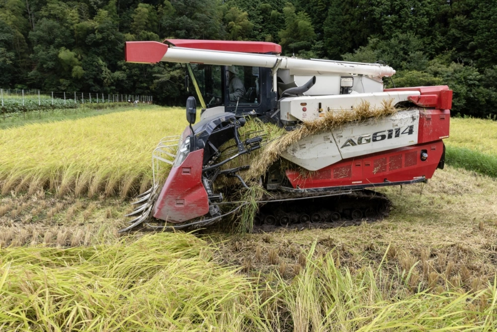 Outbreaks of rice stink bugs were confirmed in 37 prefectures last year, leading to lower yields in some areas. Similar damage is feared this year. Outbreaks of rice stink bugs were confirmed in 37 prefectures last year, leading to lower yields in some areas. Similar damage is feared this year.