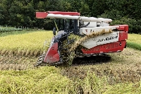 Outbreaks of rice stink bugs were confirmed in 37 prefectures last year, leading to lower yields in some areas. Similar damage is feared this year. | Bloomberg
