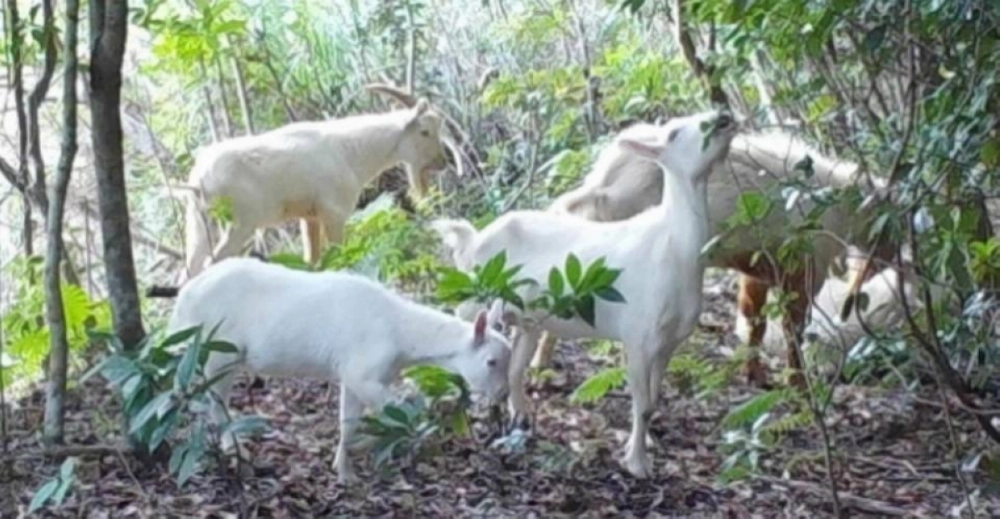 Wild goats photographed by a camera trap in November 2024 in the Takae district of the village of Higashi, Okinawa Prefecture Wild goats photographed by a camera trap in November 2024 in the Takae district of the village of Higashi, Okinawa Prefecture