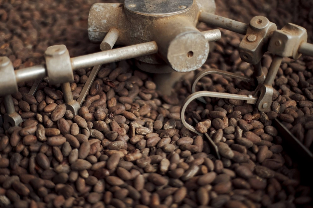 Cocoa beans are roasted at a chocolate factory in Paris. Cocoa beans are roasted at a chocolate factory in Paris.