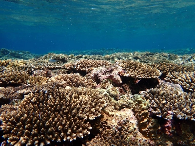 A coral reef in Okinawa in July 2022. Some jurisdictions around the world have moved to ban certain sunscreens in a bid to protect coral reefs, but some say the impact on reefs is far from clear. A coral reef in Okinawa in July 2022. Some jurisdictions around the world have moved to ban certain sunscreens in a bid to protect coral reefs, but some say the impact on reefs is far from clear.