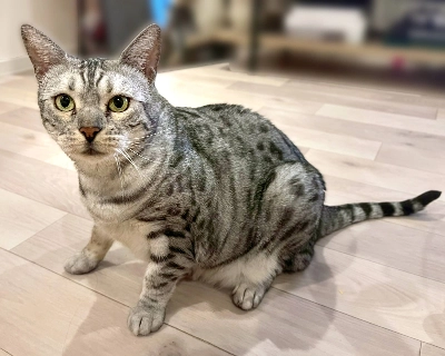 Pupu’s name means “appetizer” in Hawaiian, but this sweetheart is definitely more of a main dish. Pupu’s name means “appetizer” in Hawaiian, but this sweetheart is definitely more of a main dish.