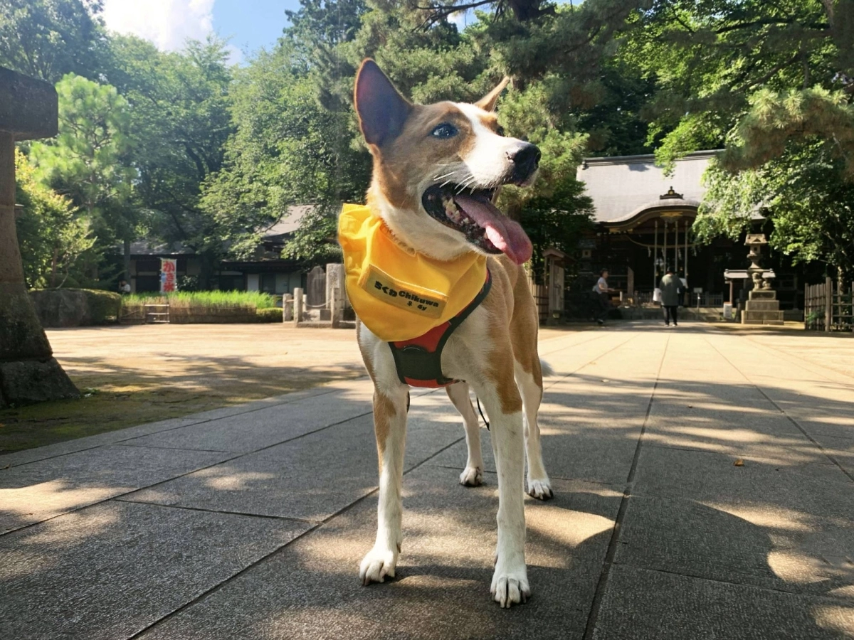 A charming dog that relishes a brisk walk, Chikuwa will make a great companion for someone who loves to explore the world as much as she does. A charming dog that relishes a brisk walk, Chikuwa will make a great companion for someone who loves to explore the world as much as she does.