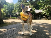 A charming dog that relishes a brisk walk, Chikuwa will make a great companion for someone who loves to explore the world as much as she does. | Yukari Yamaguchi