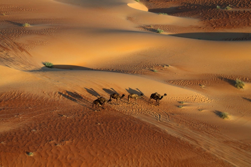 Camels in Shubaytah, Saudi Arabia, in January 2024. Nature is prominent feature of Saudi Arabia’s $1 trillion bet on tourism.  Camels in Shubaytah, Saudi Arabia, in January 2024. Nature is prominent feature of Saudi Arabia’s $1 trillion bet on tourism.