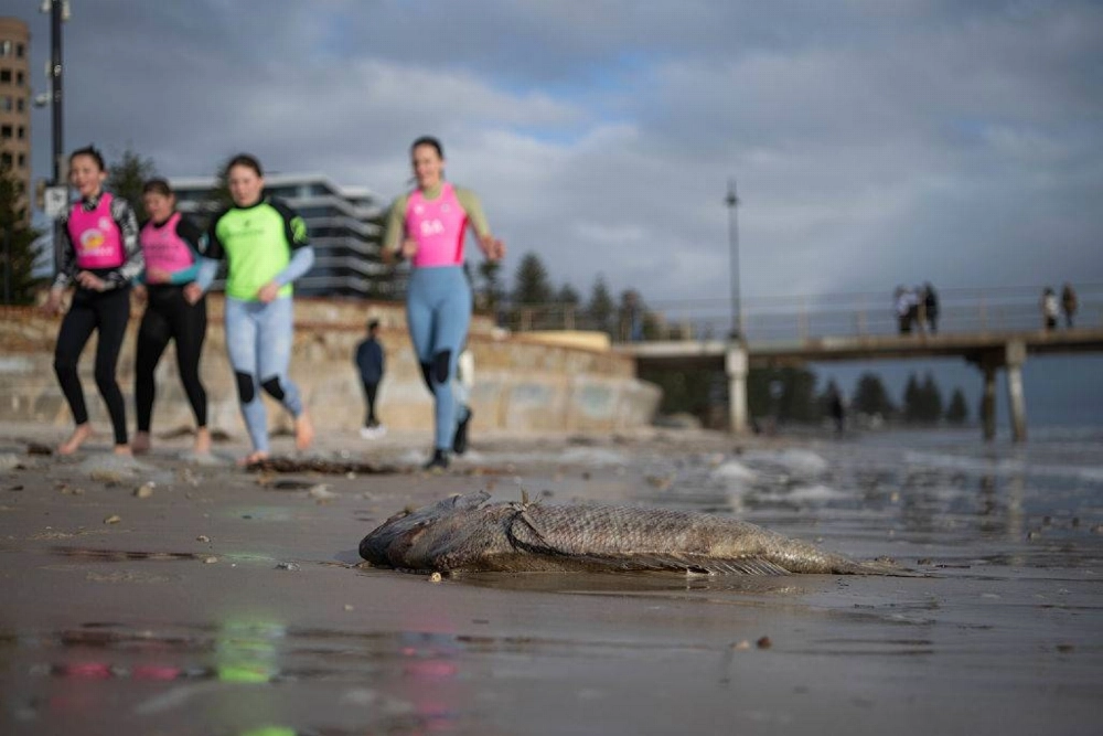 A fish washes up on Glenelg Beach on July 13 in Adelaide, Australia. A toxic algal bloom has washed up dead and dying sea creatures along the South Australian coastline since mid March and was first detected on the state’s Fleurieu Peninsula and Kangaroo Island. A fish washes up on Glenelg Beach on July 13 in Adelaide, Australia. A toxic algal bloom has washed up dead and dying sea creatures along the South Australian coastline since mid March and was first detected on the state’s Fleurieu Peninsula and Kangaroo Island.