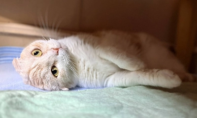 Wakaba is a Scottish fold, a breed of cat known for the distinctive appearance of their ears. Wakaba is a Scottish fold, a breed of cat known for the distinctive appearance of their ears.