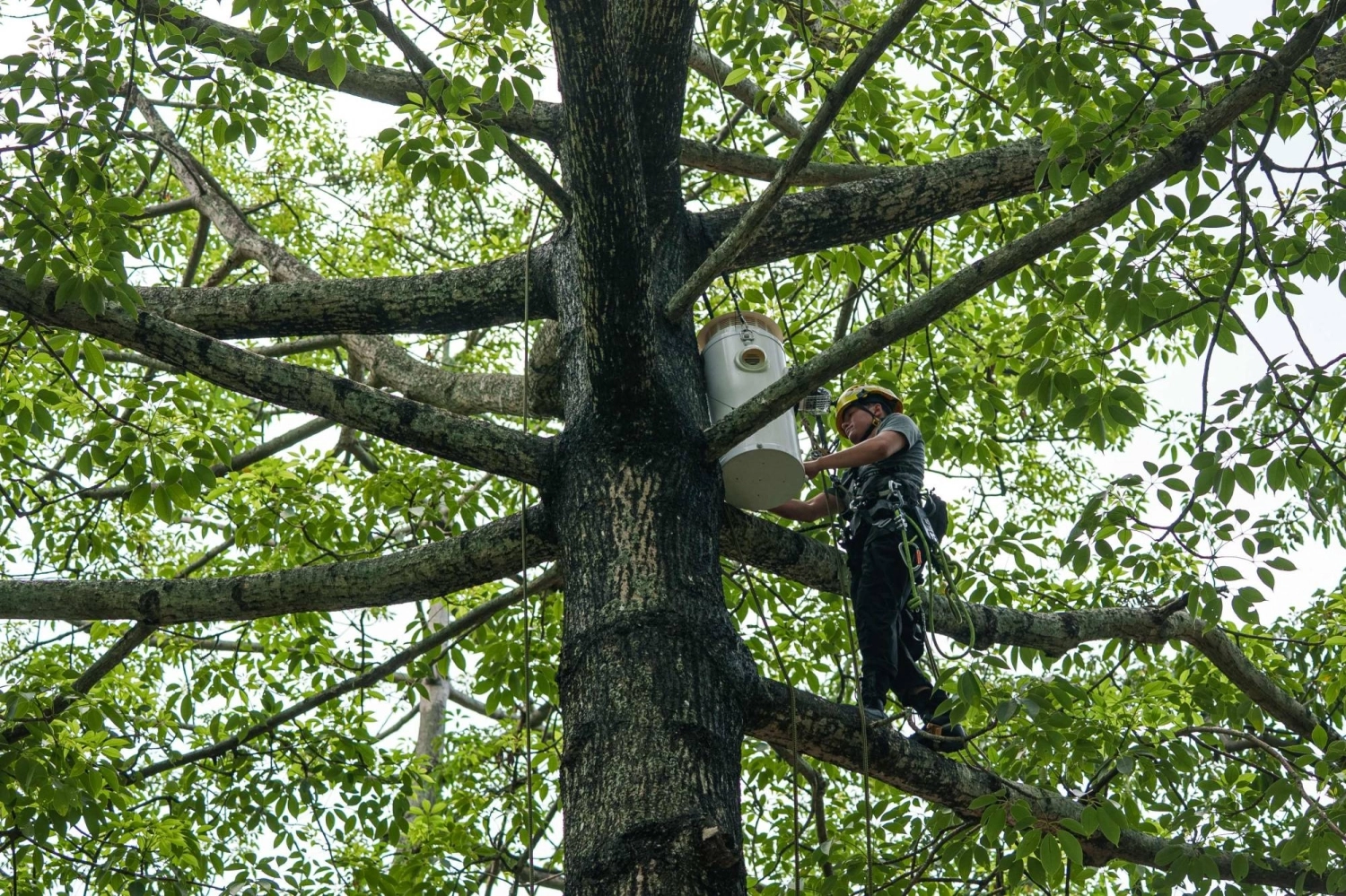 urban animal habitat designer installing a nest box.