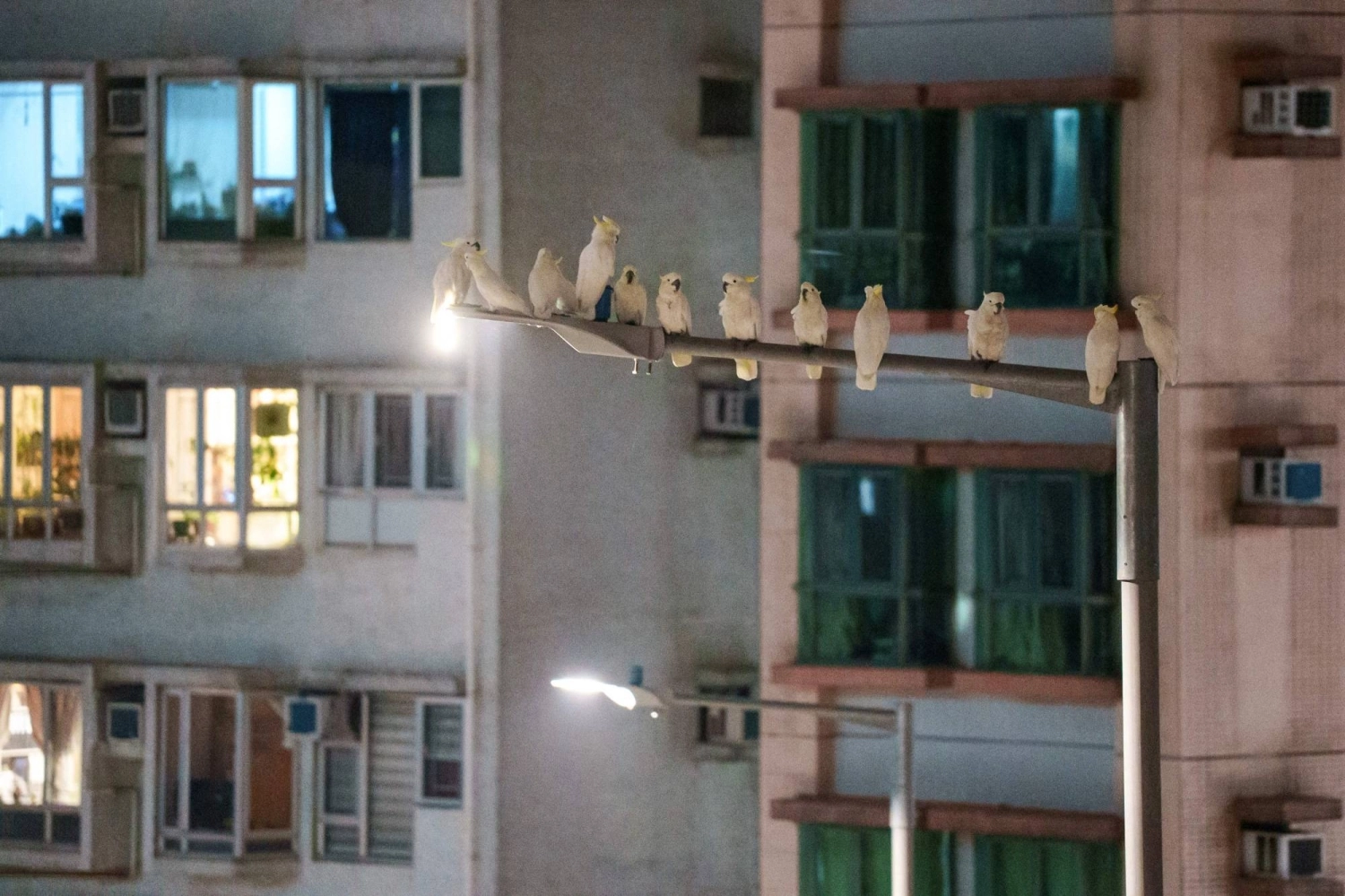 Several yellow-crested cockatoos rest atop a light pole in the Sai Ying Pun neighborhood in Hong Kong. Several yellow-crested cockatoos rest atop a light pole in the Sai Ying Pun neighborhood in Hong Kong.