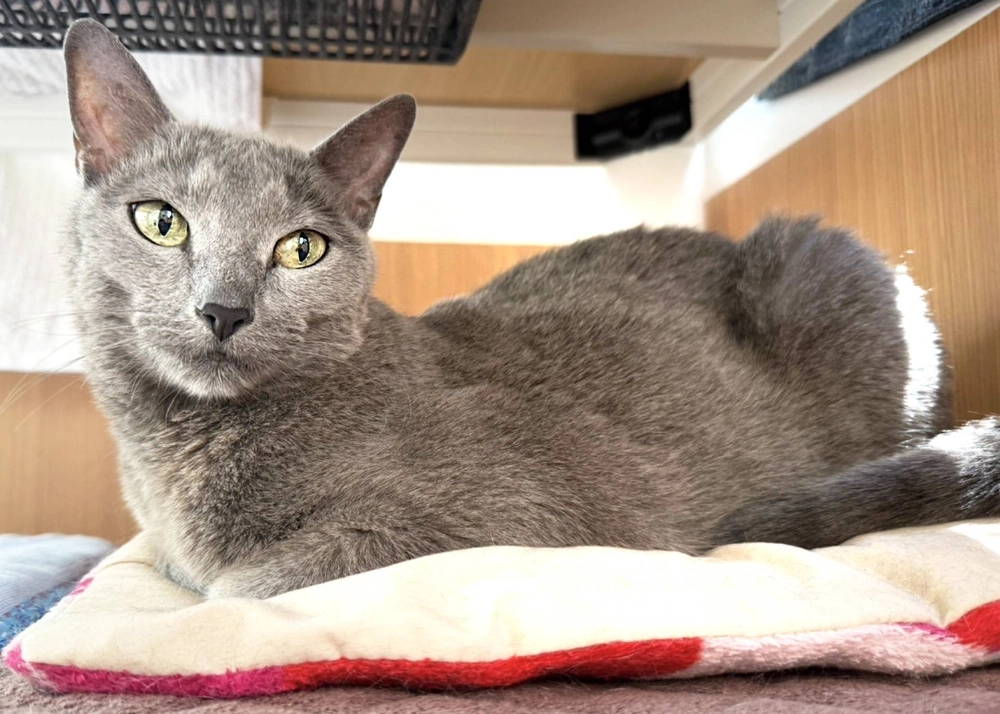 Born in 2012, Lynx has a striking appearance with his golden eyes and steel-gray coat. Born in 2012, Lynx has a striking appearance with his golden eyes and steel-gray coat.