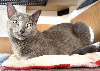 Born in 2012, Lynx has a striking appearance with his golden eyes and steel-gray coat. | TORU NISHIDA