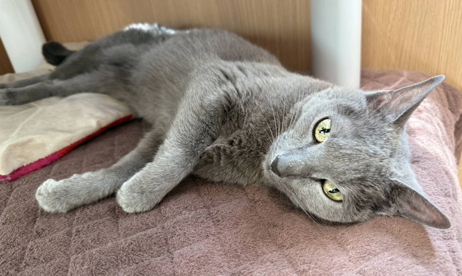 Though he may seem standoffish at first, Lynx is full of affection and tenderness. Though he may seem standoffish at first, Lynx is full of affection and tenderness.