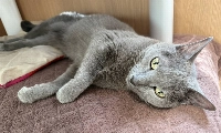 Though he may seem standoffish at first, Lynx is full of affection and tenderness. | TORU NISHIDA
